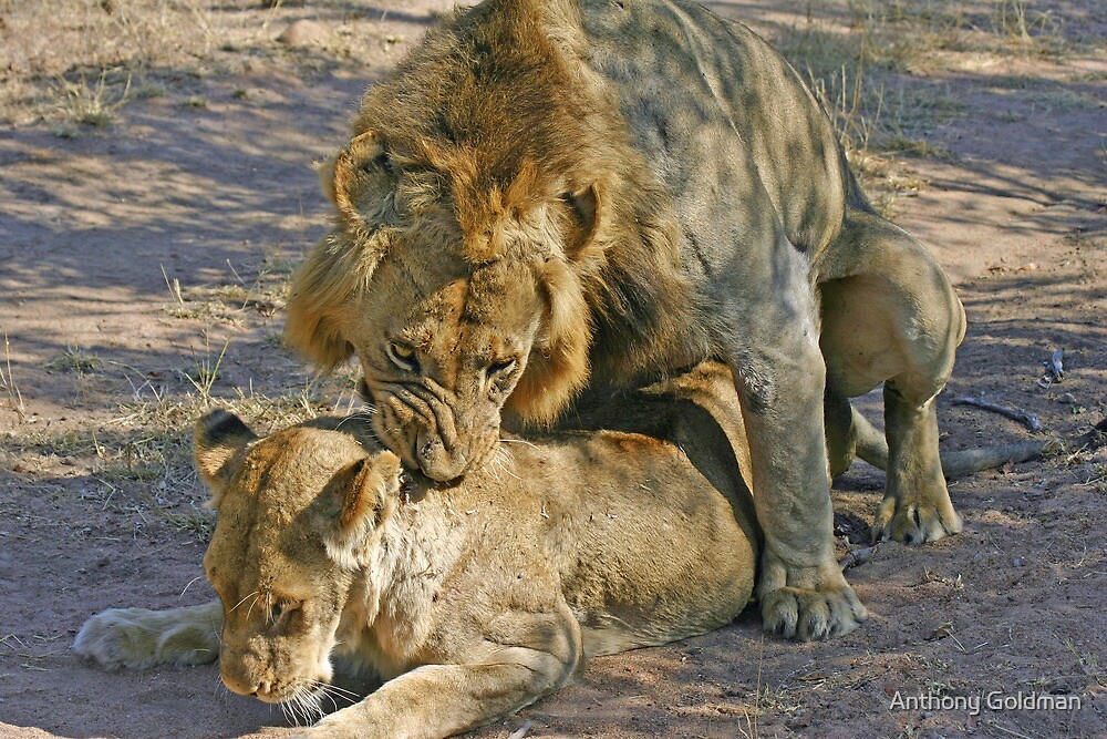 Mating Lions By Anthony Goldman Redbubble
