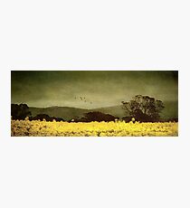 A splendid crop Photographic Print