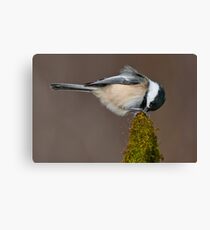 Black-Capped Chickadee Canvas Print
