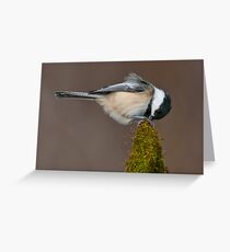 Black-Capped Chickadee Greeting Card