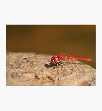 Red Dragon Photographic Print