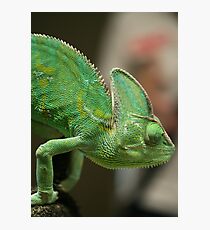 Chameleon Photographic Print