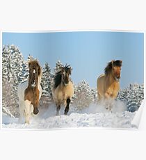 Three Icelandic horses in winter Poster