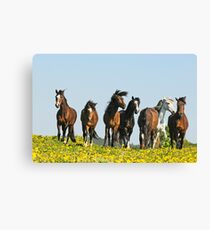 Paso Fino horses Canvas Print