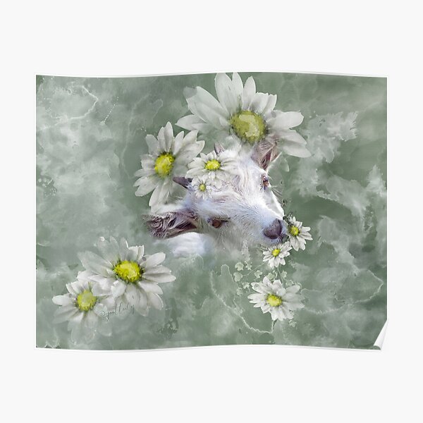 Don't Eat the Daisies Baby Goat Poster