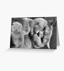 British Shorthair Cat Grußkarte
