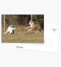 Wild Boys !! Postcards