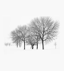 Stormy Winter Trees - Lake Michigan Photographic Print