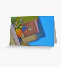 Rainbow lorikeet - peekaboo! Greeting Card