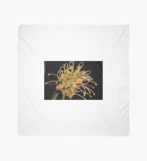 Grevillea banksii Scarf