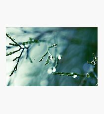 Freshness Photographic Print