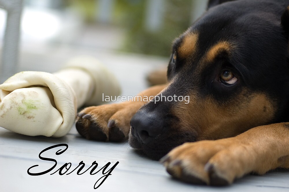 "I'm sorry - dog with bone and sad eyes" by laurenmacphotog | Redbubble