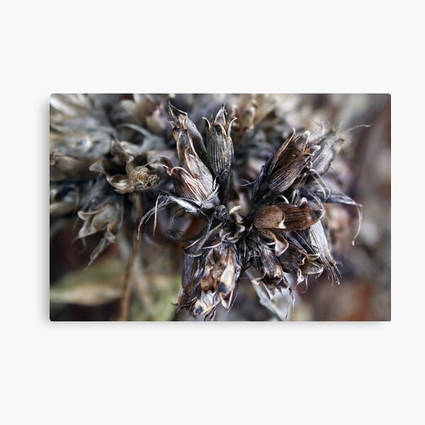 Bouquet of Fairy for Christmas Canvas Print