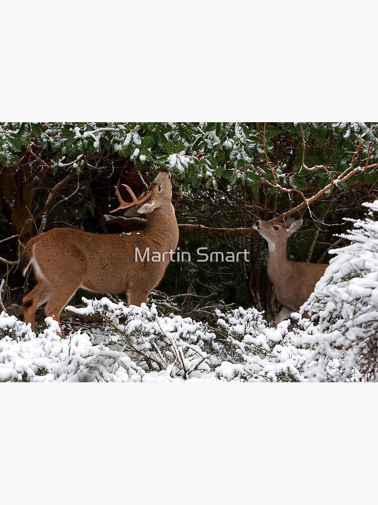 A Moment to Share by MartinSmart