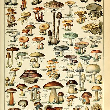 Artwork thumbnail, Mushrooms by Salocin