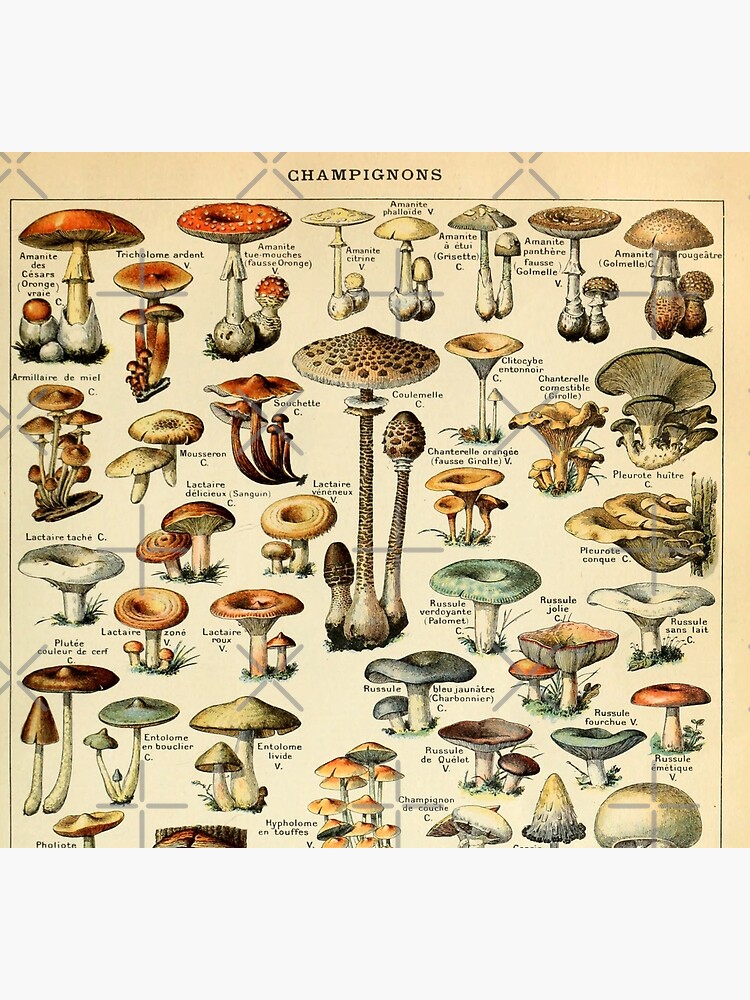 Mushrooms by Salocin