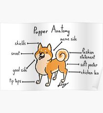 Pupper Anatomy Poster