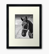 Percheron Classic Framed Print