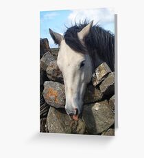 Connemara Pony looking over a stone wall Greeting Card