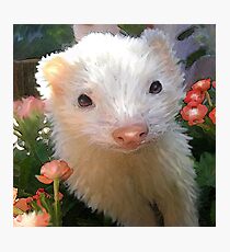 white ferret Photographic Print