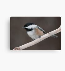 Black-Capped Chickadee Canvas Print