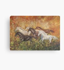 Wild horses Canvas Print