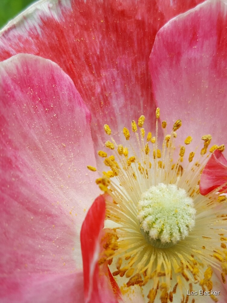 Poppy by lesbecker