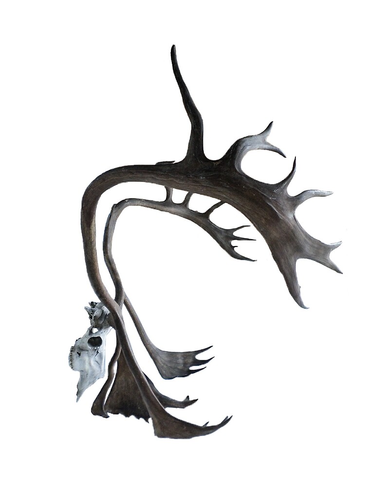 “Caribou Skull” Canvas Print by AHSstore | Redbubble