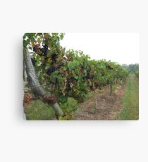 Winery Canvas Print