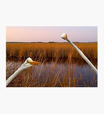 "Birds Eye View" - great egrets sneak into the picture Photographic Print