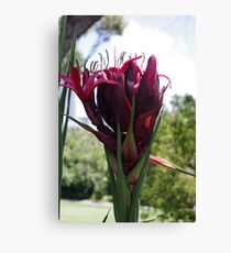 Gymea Lily Canvas Print