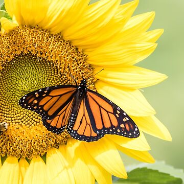 Artwork thumbnail, Monarch Butterfly on bright yellow sunflowers on a sunny summer morning by Rabbitti