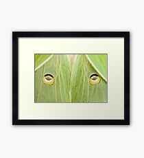 Luna Moth close-up..."The Stare" Framed Print