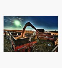 Golden Harvest Photographic Print