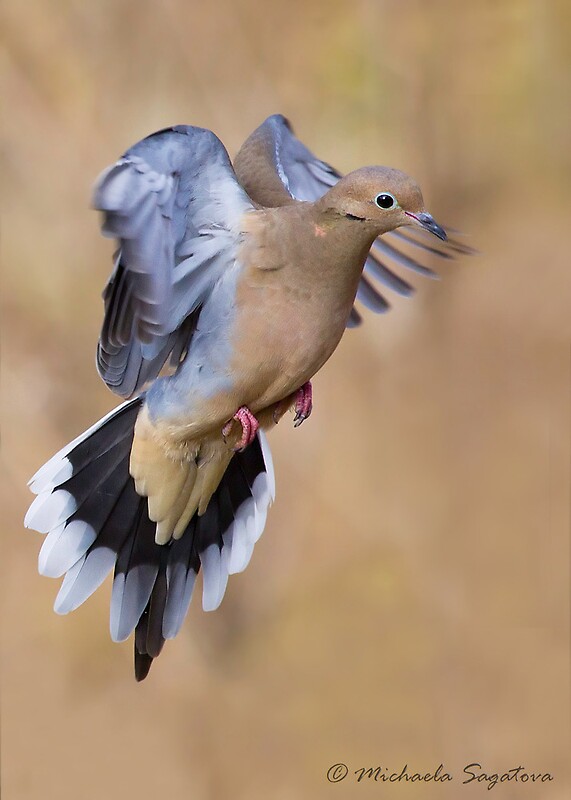 "Mourning Dove In Flight" by PixlPixi | Redbubble