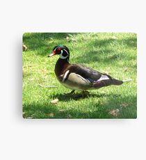 Quack Quack Quack Metal Print