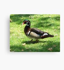 Quack Quack Quack Canvas Print