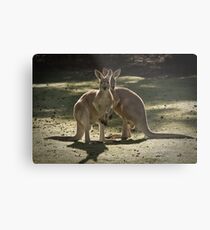 Kangaroos Metal Print