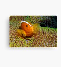 Ralley Clownfish Canvas Print