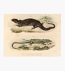 Joseph Fitzinger 1867 0081 Picture Atlas for popular scientific natural history of vertebrates Photographic Print