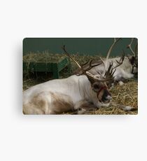 Swanson's Raindeer Leinwanddruck