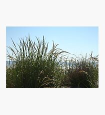 Narragansett Dunes- Beach Grass Photographic Print