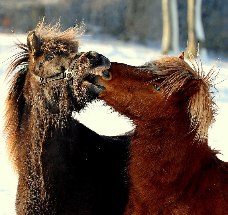 "Never look a gift horse in the mouth" by Alan Mattison | Redbubble