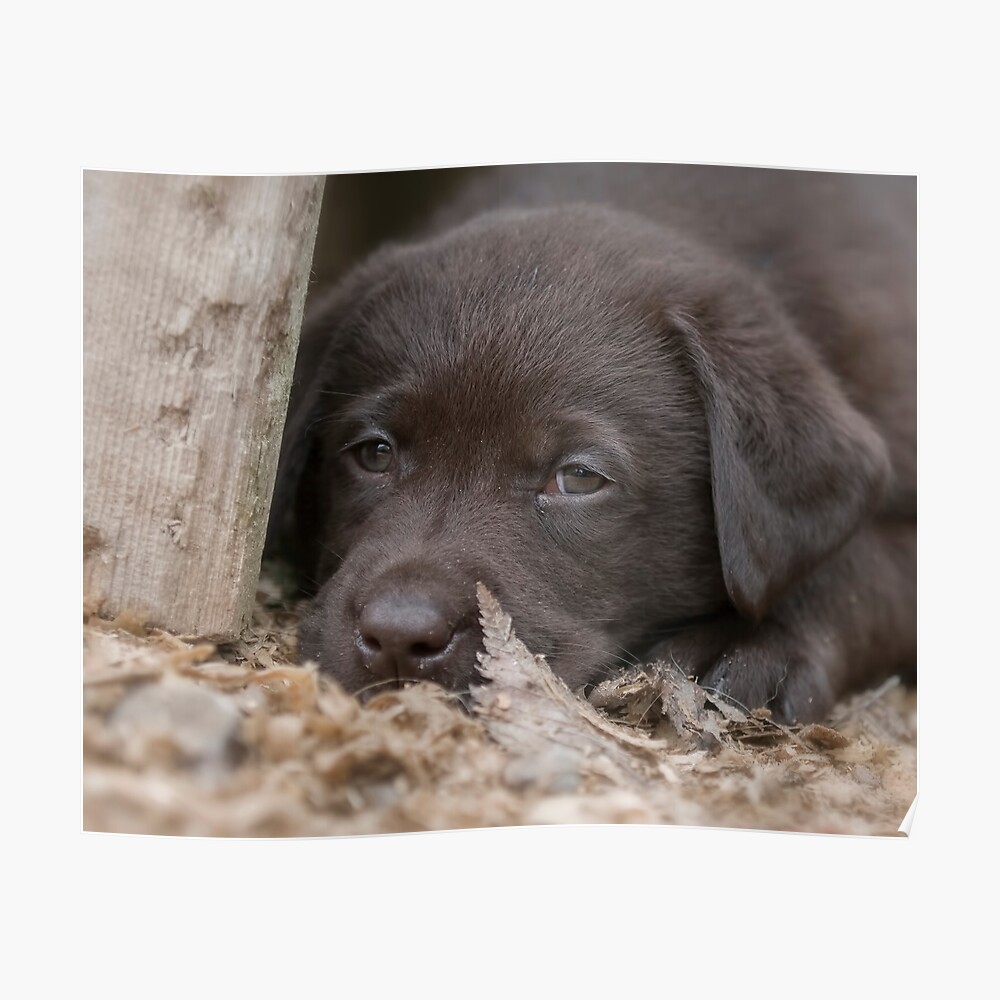 "Plumb Tuckered Out" Poster by bmaynard Redbubble