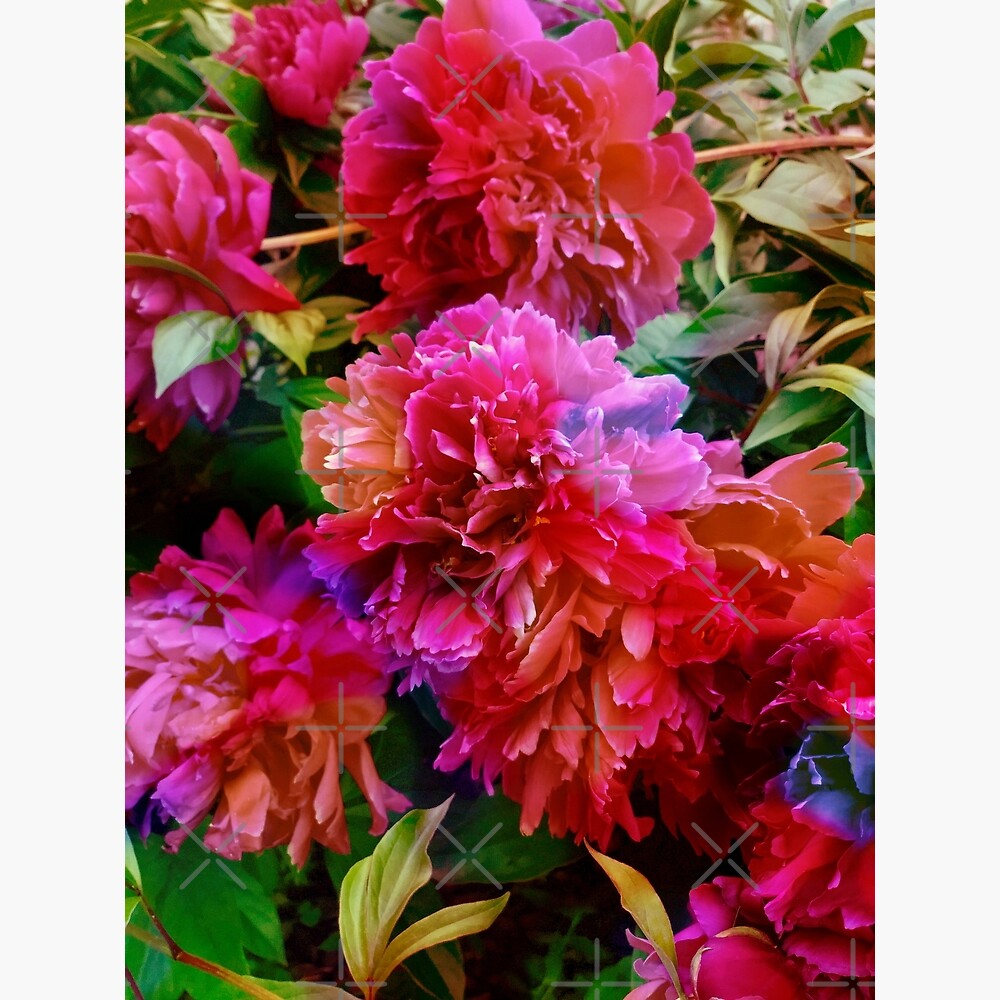 Vintage Pink Peonies — Poster
