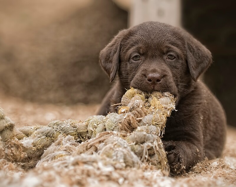 "Dope With a Rope" by Bill Maynard Redbubble