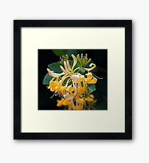 Stamens Framed Print