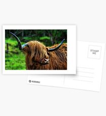 Highland Coo. Postcards