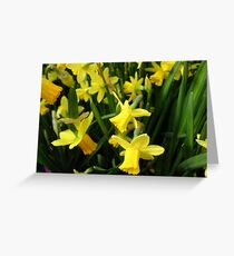 The Yellow Daffodil Choir Greeting Card