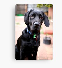 Omar grows up Canvas Print